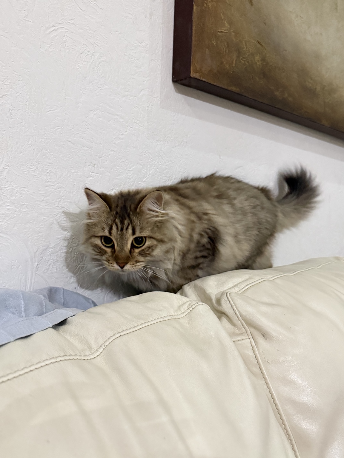 Aoli, Neo Citea's real cat